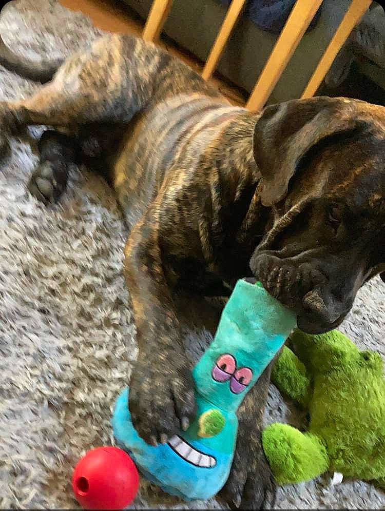 Puff joined the competition — help win amazing prizes! canidae, carnivore, collar, companion_dog, dog, dog_breed, dog_collar, dog_supply, fawn, fur, guard_dog, leash, liver, pet_supply, snout, sporting_group, terrestrial_animal, vertebrate, working_animal, wrinkle