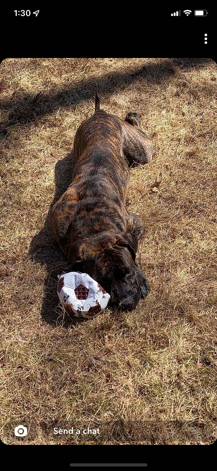 Puff joined the competition — help win amazing prizes! bovine, canidae, carnivore, dog, dog_breed, fawn, fur, grass, human_leg, livestock, military_camouflage, non_sporting_group, snout, soil, sporting_group, terrestrial_animal, trunk, wildlife, wood, working_animal