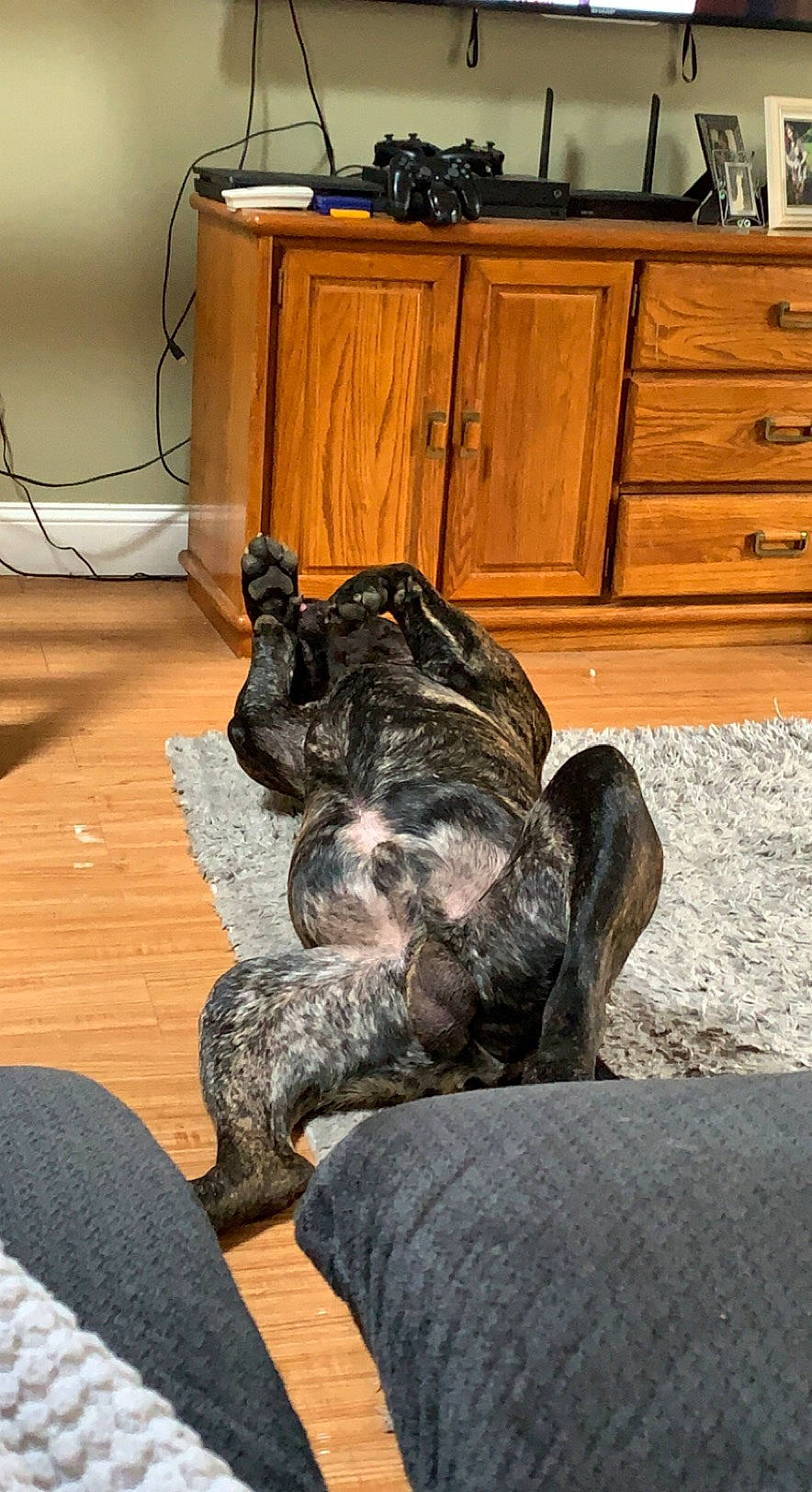 Puff joined the competition — help win amazing prizes! black, cabinetry, carnivore, chest_of_drawers, comfort, companion_dog, cupboard, dog, dog_breed, drawer, felidae, floor, flooring, grey, hardwood, reptile, small_to_medium_sized_cats, snout, tail, wood