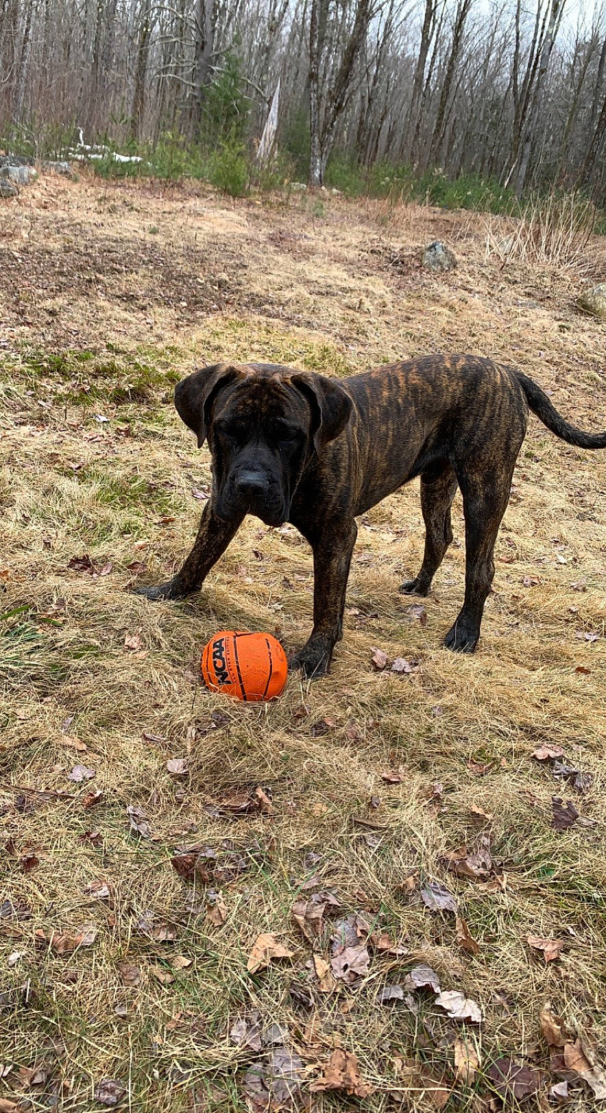 Puff is registered to the contest to win money with this photo: ball, carnivore, collar, disc_dog, dog, dog_breed, fawn, grass, guard_dog, gun_dog, landscape, plant, soil, sporting_group, sports_toy, tail, terrestrial_animal, tree, working_animal, working_dog