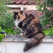 Choupette participe au concours pour gagner de l'argent avec cette photo : animal, blurred, cat, concrete, domestic_animal, feline, fluffy, foliage, garden, greenery, looking_back, nature, outdoor, perched, pet, red_tiled_roof, roof, soft_focus, tail, wall