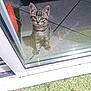 Ticha participe au concours pour gagner de l'argent avec cette photo : kitten, cat, tabby, glass_door, curious, outdoor, tile_floor, grass, pet, animal, young_cat, whiskers, ears, reflection, window, looking, small, cute, feline, domestic_cat