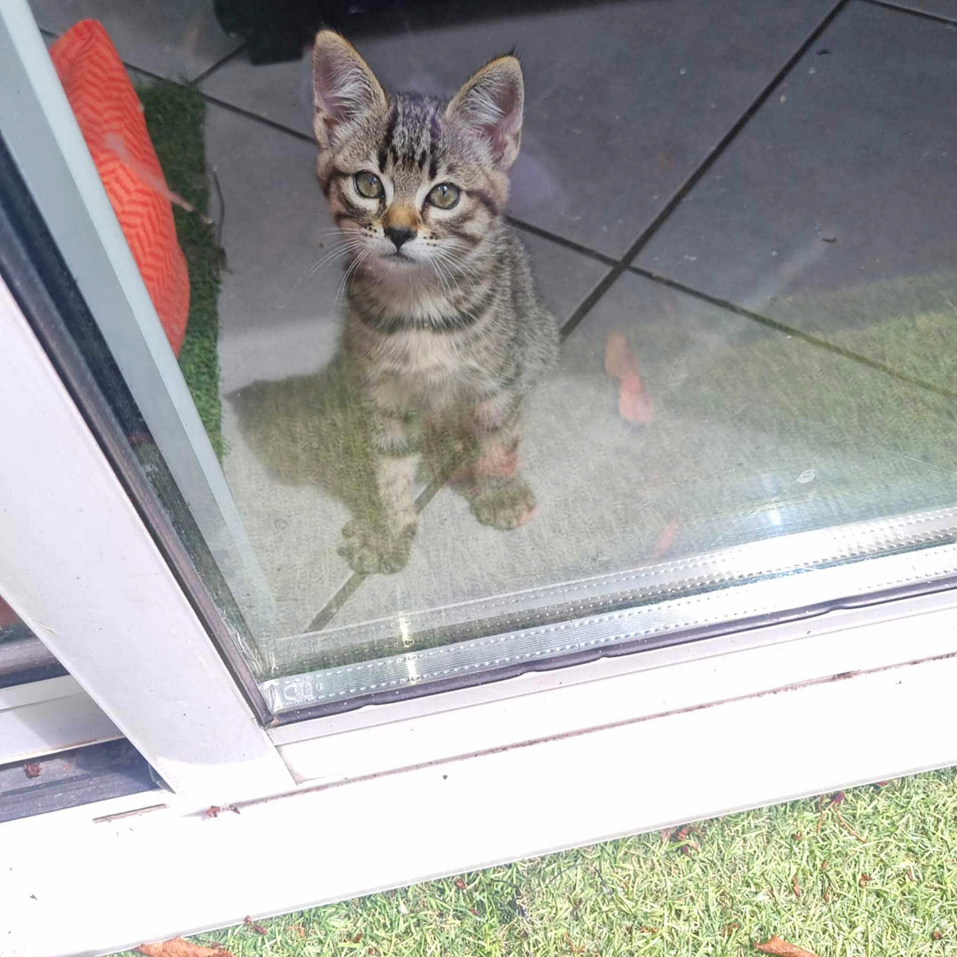 Ticha participe au concours pour gagner de l'argent avec cette photo : kitten, cat, tabby, glass_door, curious, outdoor, tile_floor, grass, pet, animal, young_cat, whiskers, ears, reflection, window, looking, small, cute, feline, domestic_cat