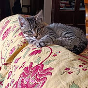 Ticha participe au concours pour gagner de l'argent avec cette photo : kitten, tabby, cat, feline, pet, indoor, couch, tapestry, floral_pattern, furniture, living_room, curious, young, cute, relaxed, animal, small, cozy, resting, domestic