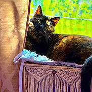Deedee joined the competition — help win amazing prizes! cat, tortoiseshell, window, sunlight, macrame, hammock, curtain, blanket, greenery, screen, relaxed, pet, indoor, cozy, feline, resting, fur, whiskers, tail, daylight