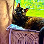 cat, tortoiseshell, window, sunlight, macrame, hammock, curtain, blanket, greenery, screen, relaxed, pet, indoor, cozy, feline, resting, fur, whiskers, tail, daylight