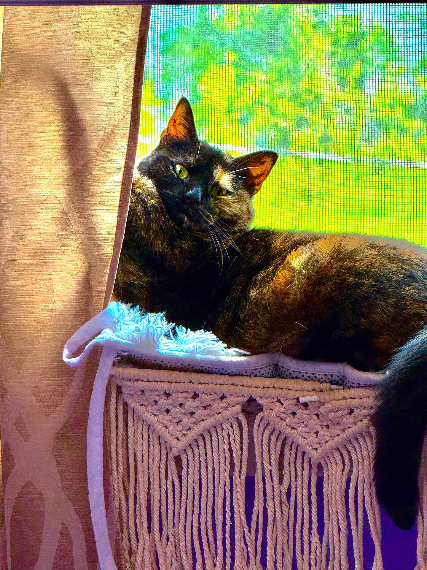 Deedee joined the competition — help win amazing prizes! cat, tortoiseshell, window, sunlight, macrame, hammock, curtain, blanket, greenery, screen, relaxed, pet, indoor, cozy, feline, resting, fur, whiskers, tail, daylight