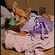 Chawalla is registered to the contest to win money with this photo: dog, small_dog, clothing, dress, purple, blanket, pink_blanket, indoor, carpet, resting, pet, animal, fur, ears, cute, cozy, portrait, phone_screen, user_interface, time_display