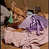 dog, small_dog, clothing, dress, purple, blanket, pink_blanket, indoor, carpet, resting, pet, animal, fur, ears, cute, cozy, portrait, phone_screen, user_interface, time_display