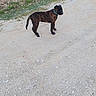 Rio a rejoint le concours — aidez-le/la à gagner de superbes lots ! dog, brindle_dog, pet, animal, standing, outdoor, road, gravel, dirt, grass, rocks, rural, roadside, collar, blue_collar, short_hair, black_and_brown, canine, full_body, daylight