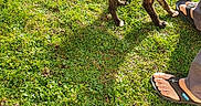 Rio participe au concours pour gagner de l'argent avec cette photo : puppy, dog, brindle, outdoor, grass, lawn, sunlight, standing, animal, pet, tail, short_hair, brown, black, playful, portrait, nature, human_feet, sandals, vertical_photo