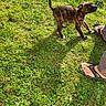 puppy, dog, brindle, outdoor, grass, lawn, sunlight, standing, animal, pet, tail, short_hair, brown, black, playful, portrait, nature, human_feet, sandals, vertical_photo