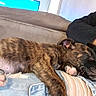 Rio participe au concours pour gagner de l'argent avec cette photo : dog, puppy, brindle, sleeping, lying_down, pet, animal, paws, paw_pads, floppy_ears, short_hair, brown, black, relaxed, cozy, couch, person, lap, indoors, nap
