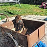 dog, brindle_dog, pet, animal, outdoor, backyard, garden, garden_cart, wheelbarrow, rusty_metal, mulch, wood, stick, blue_collar, swing_bench, toy_wagon, greenery, sunlight, patio, blue_tarp