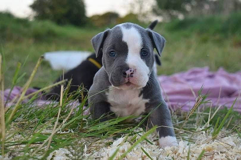 Joy participe au concours pour gagner de l'argent avec cette photo : boston_terrier, canidae, carnivore, companion_dog, dog, dog_breed, fawn, grass, grassland, molosser, plant, sky, snout, sporting_group, tail, terrestrial_animal, terrier, whiskers, working_animal, working_dog