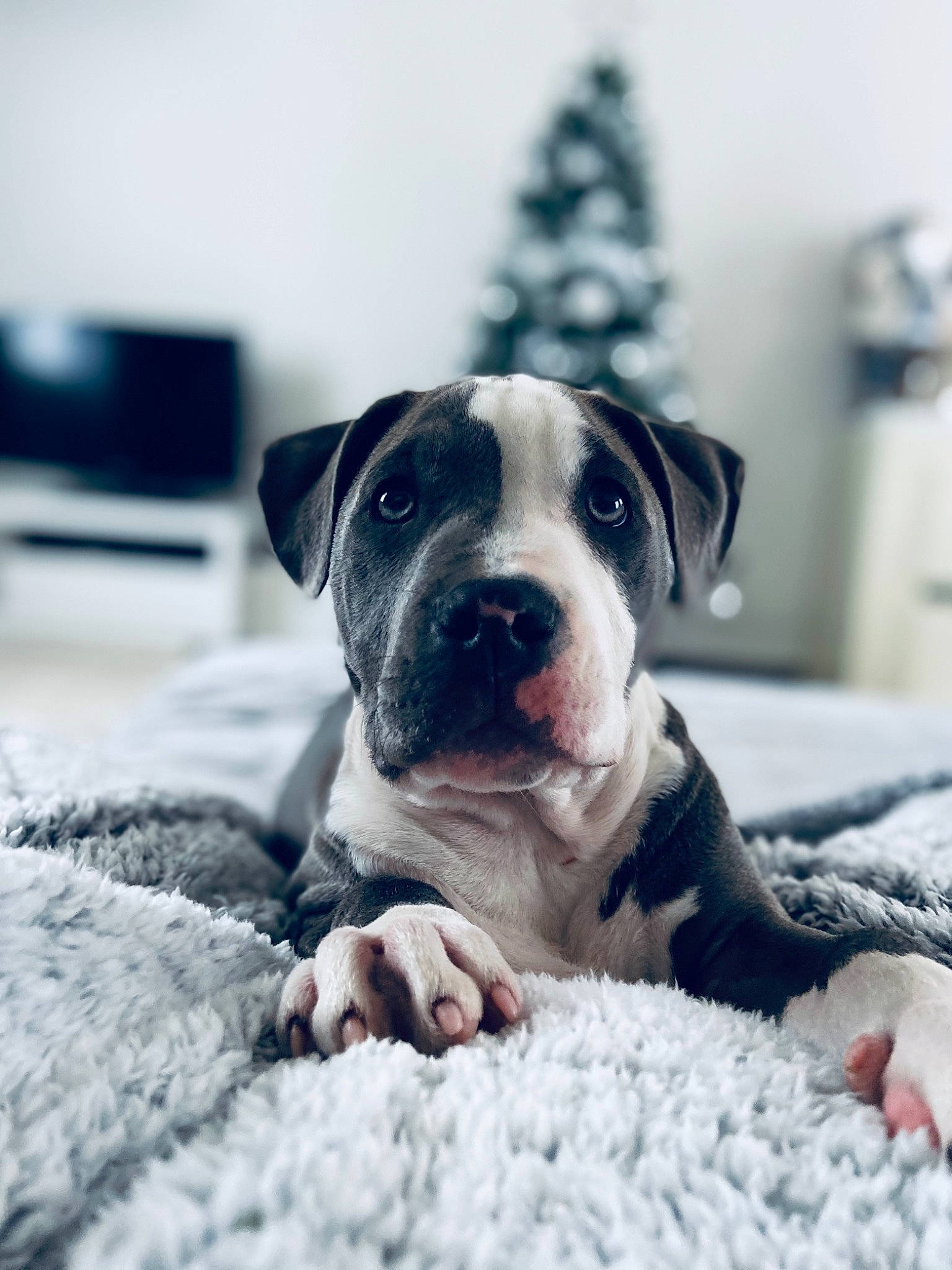 Joy participe au concours pour gagner de l'argent avec cette photo : canidae, carnivore, collar, comfort, companion_dog, dog, dog_breed, dog_collar, fawn, grey, guard_dog, monochrome_photography, non_sporting_group, snout, sporting_group, whiskers, window, winter, working_animal, working_dog