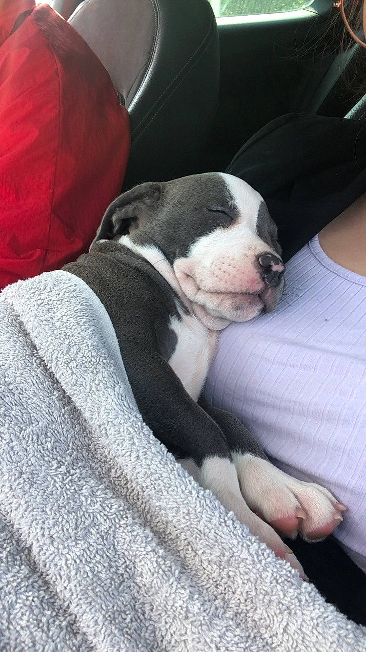 Joy a rejoint le concours — aidez-le/la à gagner de superbes lots ! boston_terrier, car, car_seat, car_seat_cover, carnivore, cloud, collar, comfort, companion_dog, dog, dog_breed, family_car, fawn, fur, linens, snout, sporting_group, vehicle, window, working_animal