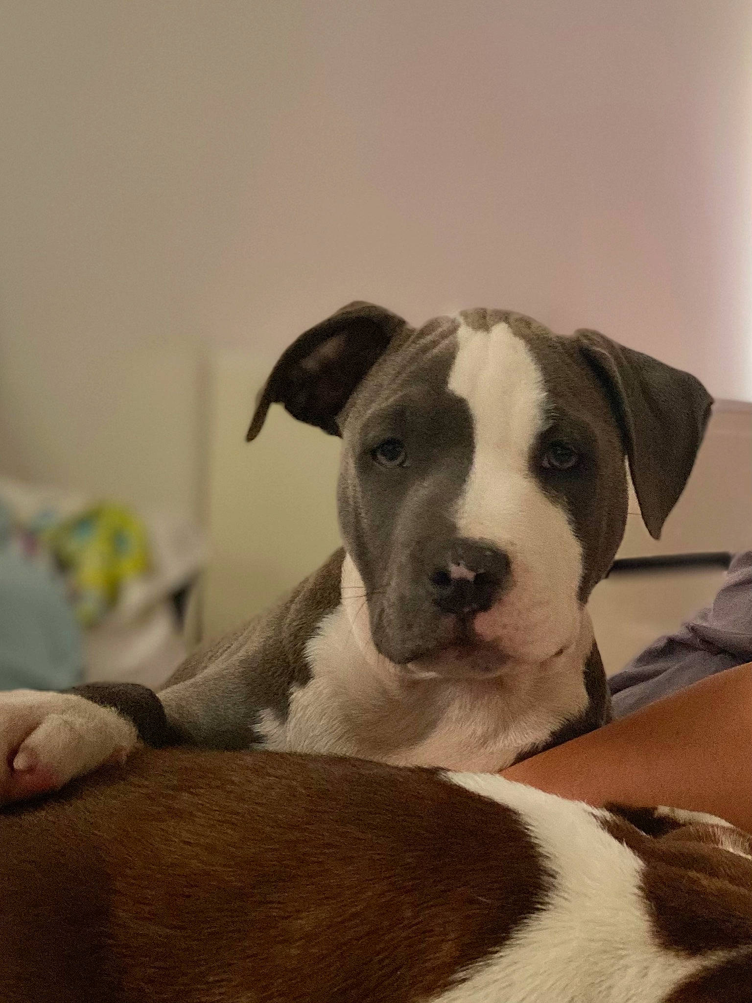 Joy participe au concours pour gagner de l'argent avec cette photo : bored, canidae, carnivore, collar, comfort, companion_dog, dog, dog_breed, ear, fawn, fur, linens, non_sporting_group, paw, pet_supply, snout, sporting_group, terrestrial_animal, whiskers, working_animal