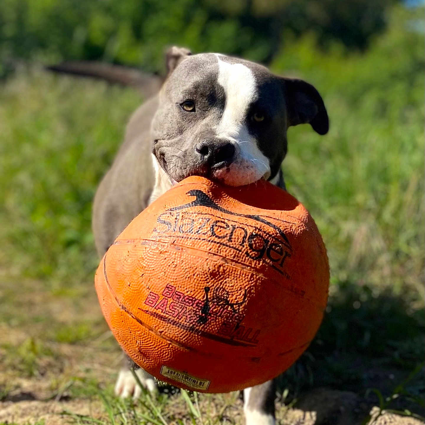 Joye a rejoint le concours — aidez-le/la à gagner de superbes lots ! animal, ball, basketball, basketballball, bulldog, canine, dog, football, grass, hound, pet, plant, pointer, puppy, soccer, soccerball, sphere, sport, tennis, tennisball