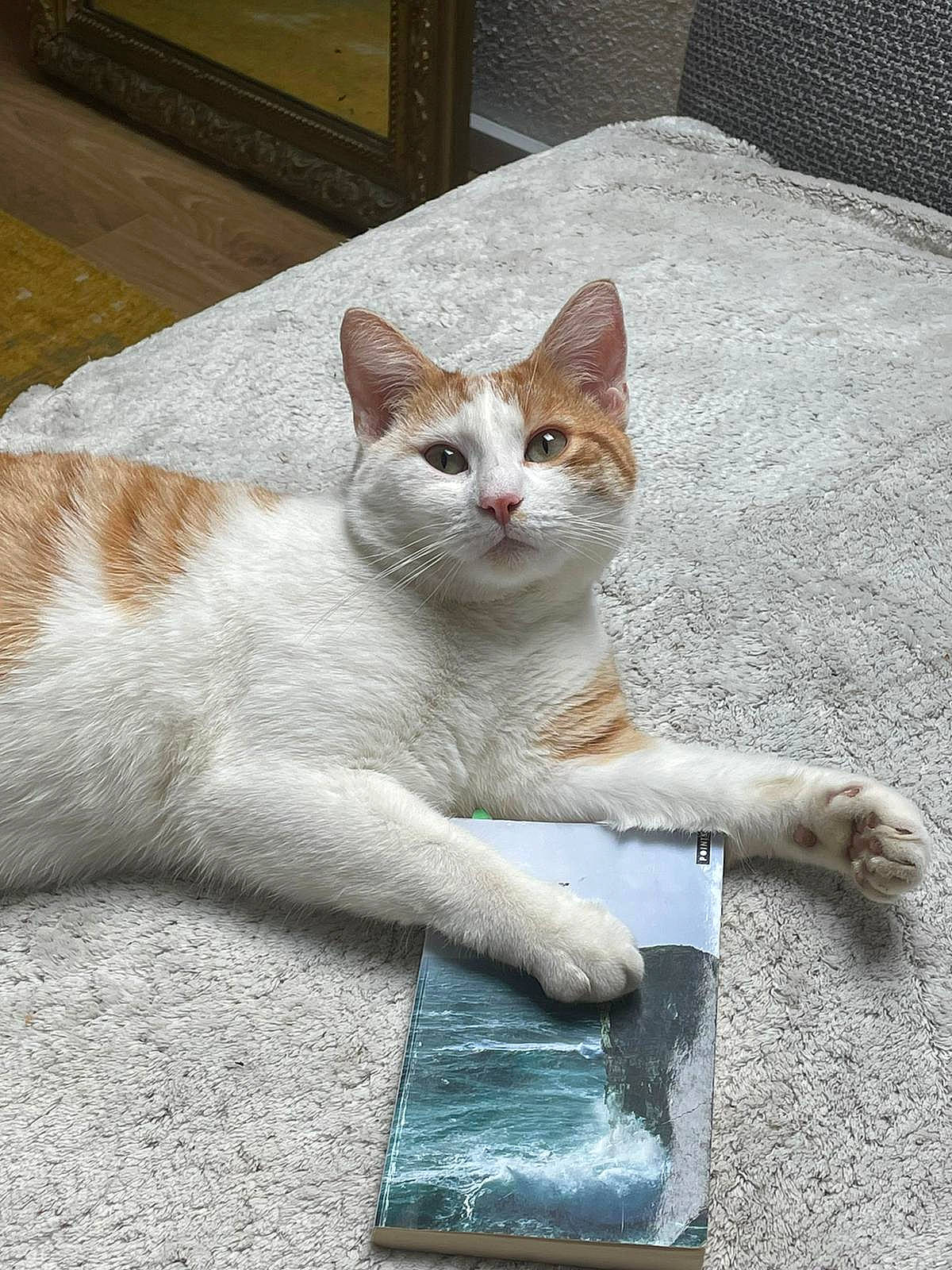 Roger participe au concours pour gagner de l'argent avec cette photo : carnivore, cat, claw, domestic_short_haired_cat, fawn, felidae, foot, fur, home_accessories, linens, mat, paw, small_to_medium_sized_cats, snout, tail, television, toe, vertebrate, whiskers