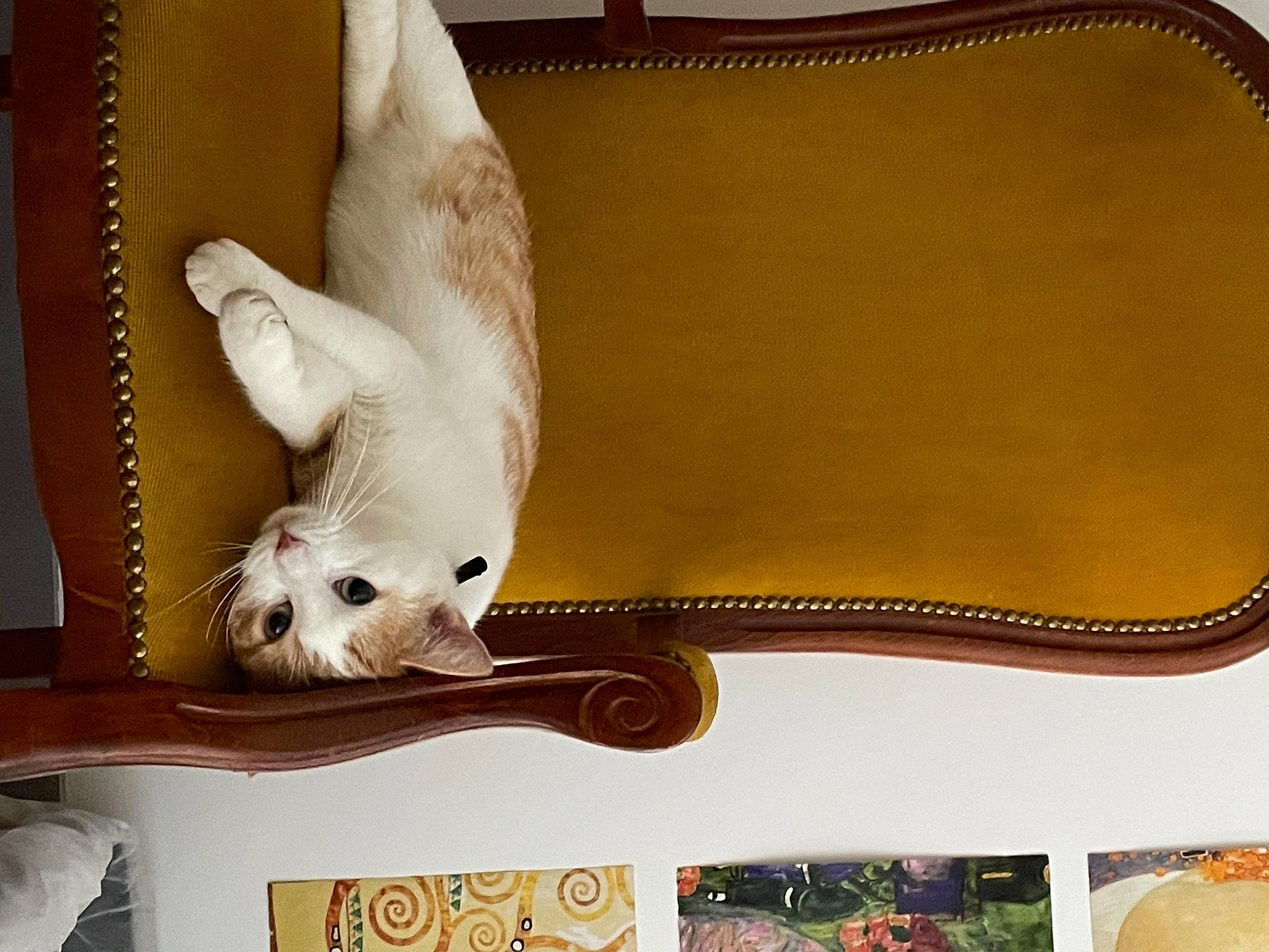 Roger a rejoint le concours — aidez-le/la à gagner de superbes lots ! bird, canidae, carnivore, companion_dog, dog_breed, fawn, felidae, fur, home_accessories, pet_supply, small_to_medium_sized_cats, tail, tan, toy_dog, vertebrate