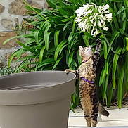 Artémis participe au concours pour gagner de l'argent avec cette photo : cat, collar, curious, feline, flower, flower_pot, garden, greenery, leaves, nature, outdoor, paw, pet, plant, playful, reaching, standing, stone_wall, tabby_cat, white_flower