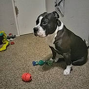 Bowser joined the competition — help win amazing prizes! dog, indoor, carpet, toy, black_and_white, pet, floor, door, shoes, towel, wall, animal, play, fur, mammal, companion, sitting, quiet, home, rest