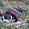 Bowser joined the competition — help win amazing prizes! dog, sleeping, grass, leaves, stick, outdoor, nature, black_and_white, pet, resting, canine, relaxed, animal, flora, ground, peaceful, daylight, laying_down, quiet, garden