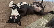Bowser is registered to the contest to win money with this photo: dog, black_and_white, lying_down, upside_down, carpet, indoor, relaxed, pet, canine, playful, paws, belly_up, fur, ears, snout, floor, table_leg, domestic_animal, cute, companion