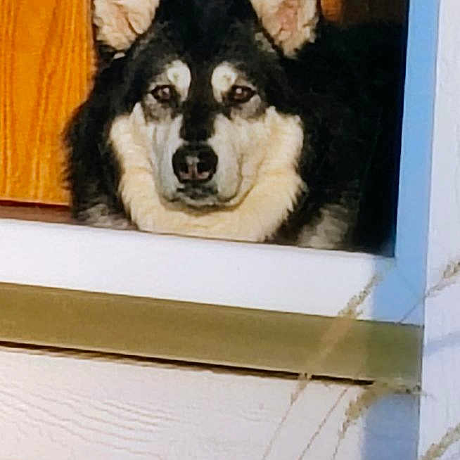 Grace is registered to the contest to win money with this photo: animal, architecture, building, canine, dog, eskimodog, hardwood, husky, indoors, interiordesign, nature, outdoors, pet, puppy, shelter, snow, stainedwood, window, windowsill, wood