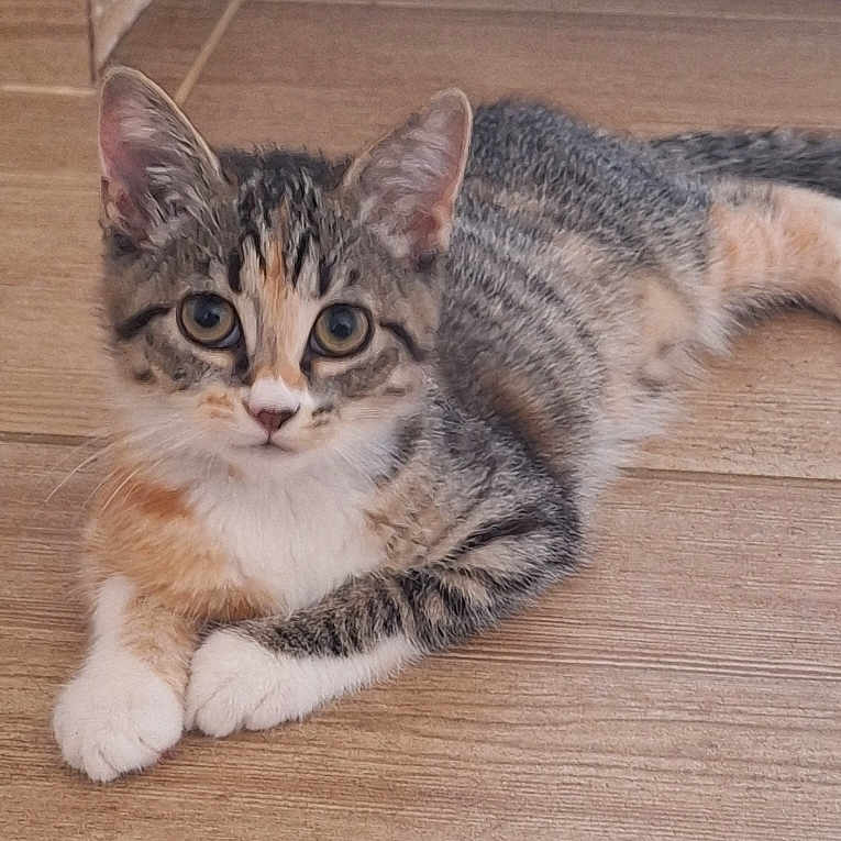 Yuna participe au concours pour gagner de l'argent avec cette photo : abyssinian, animal, cat, egyptiancat, hardwood, kitten, manx, pet, plywood, wood