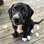 puppy, dog, black_dog, white_markings, cute, close_up, pet, animal, sitting, wooden_deck, outdoor, fur, young_dog, adorable, eyes, nose, whiskers, tail, blurred_background, portrait