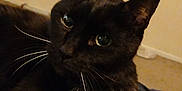 Choo Choo joined the competition — help win amazing prizes! black_cat, cat, pet, feline, whiskers, indoor, close_up, animal, mammal, fur, ears, eyes, lying_down, blue_surface, beige_wall, domestic_cat, looking, alert, portrait, cute