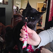 Choo Choo is registered to the contest to win money with this photo: black_cat, cat, pet, animal, hand, person, nail_polish, couch, striped_couch, living_room, indoor, kitchen, furniture, can, green_can, tattoo, playful, bite, lick, domestic