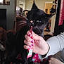 animal, bite, black_cat, can, cat, couch, domestic, furniture, green_can, hand, indoor, kitchen, lick, living_room, nail_polish, person, pet, playful, striped_couch, tattoo