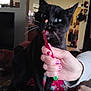 Choo Choo joined the competition — help win amazing prizes! black_cat, cat, hand, nail_polish, person, indoor, couch, striped_fabric, living_room, whiskers, pet, furniture, home, curious, animal, close_up, paw, nail_care, person_holding, domestic_cat