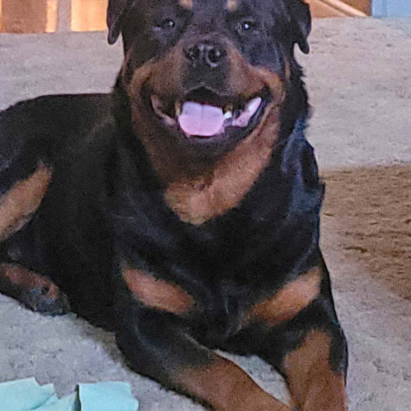 Koda is registered to the contest to win money with this photo: animal, bodypart, boxer, bulldog, canine, dog, germanshepherd, hound, labradorretriever, mouth, person, pet, pitbull, policedog, pug, puppy, snout, teeth, terrier, tongue