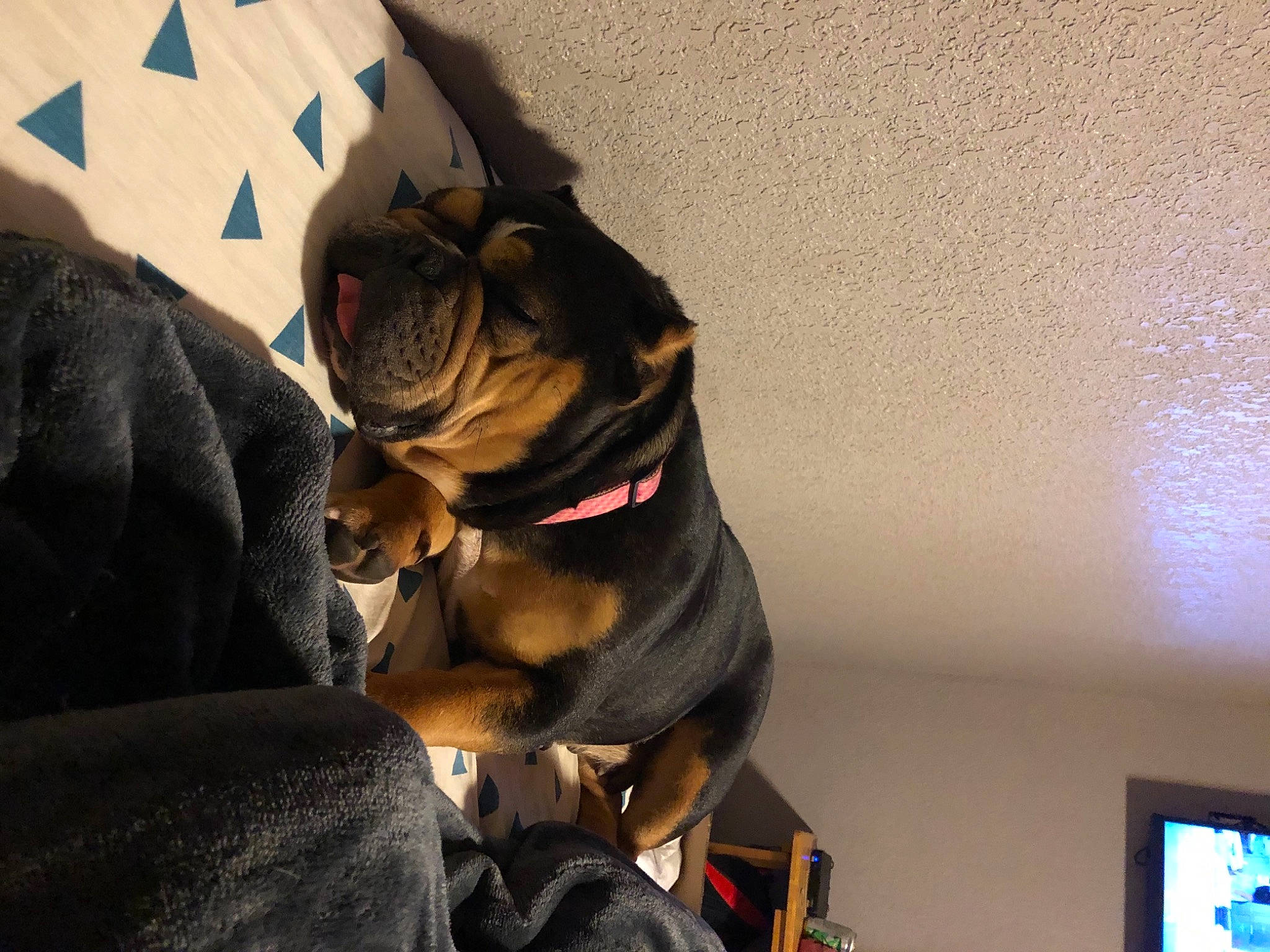 Fancy is registered to the contest to win money with this photo: carnivore, collar, comfort, companion_dog, dog, dog_breed, dog_collar, eyewear, fawn, felidae, fur, house, leash, liver, pug, small_to_medium_sized_cats, sporting_group, toy_dog, whiskers, working_animal