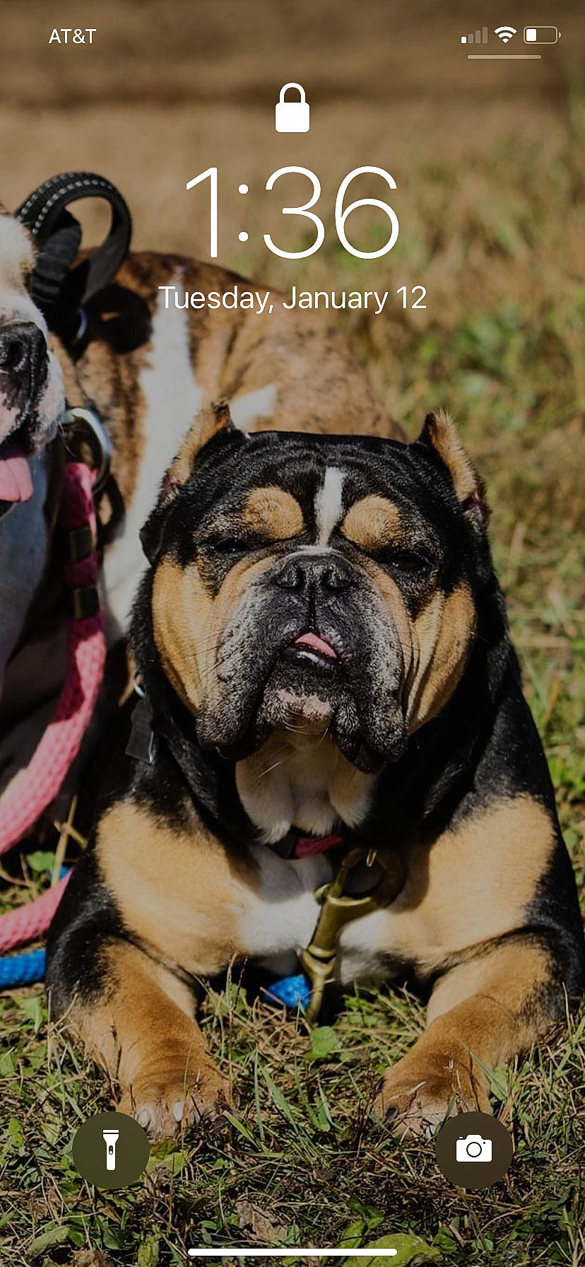 Fancy is registered to the contest to win money with this photo: bulldog, camera, canidae, carnivore, companion_dog, dog, dog_breed, dog_supply, fawn, font, grass, leash, photo_caption, plant, poster, snout, sporting_group, terrestrial_animal, tree, wrinkle