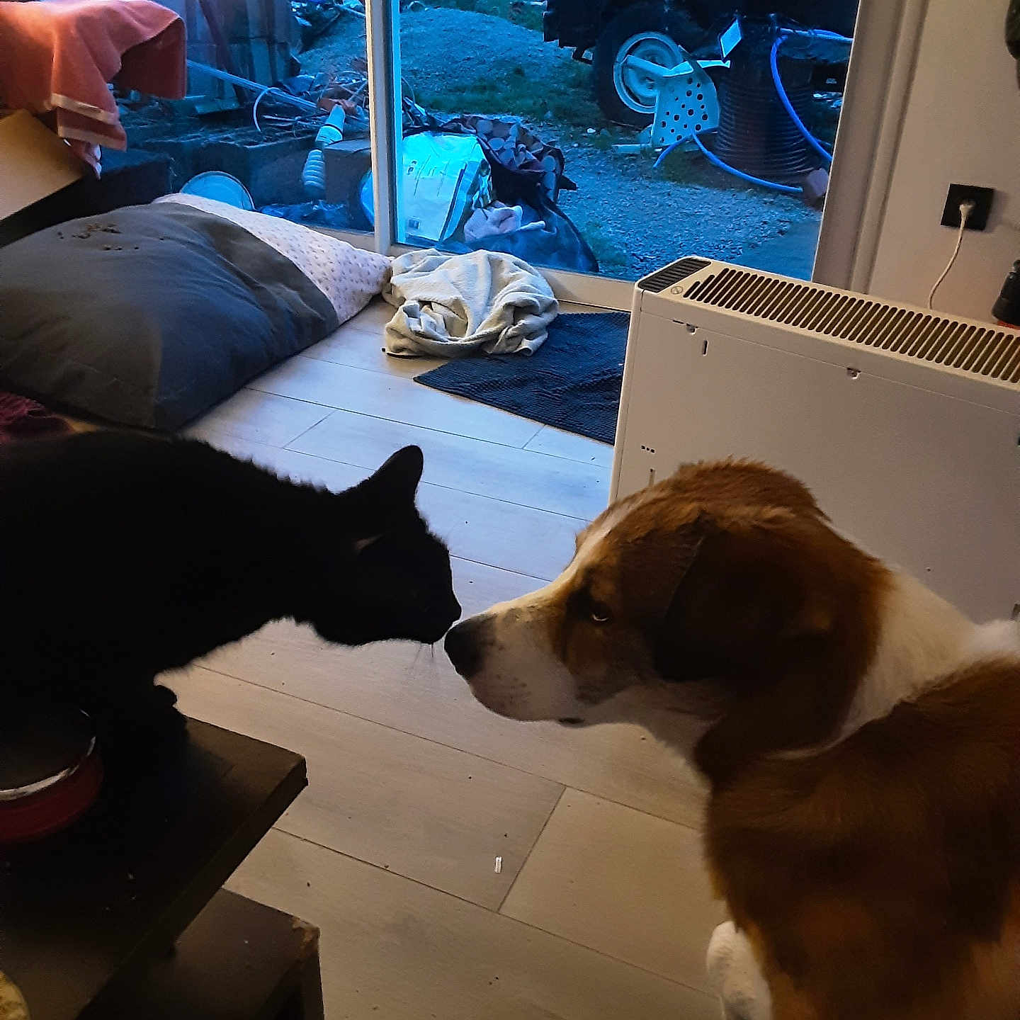 Volt a rejoint le concours — aidez-le/la à gagner de superbes lots ! accessories, animal, architecture, building, canine, cat, couch, dog, furniture, hound, indoors, interiordesign, livingroom, machine, pet, plywood, puppy, room, wheel, wood