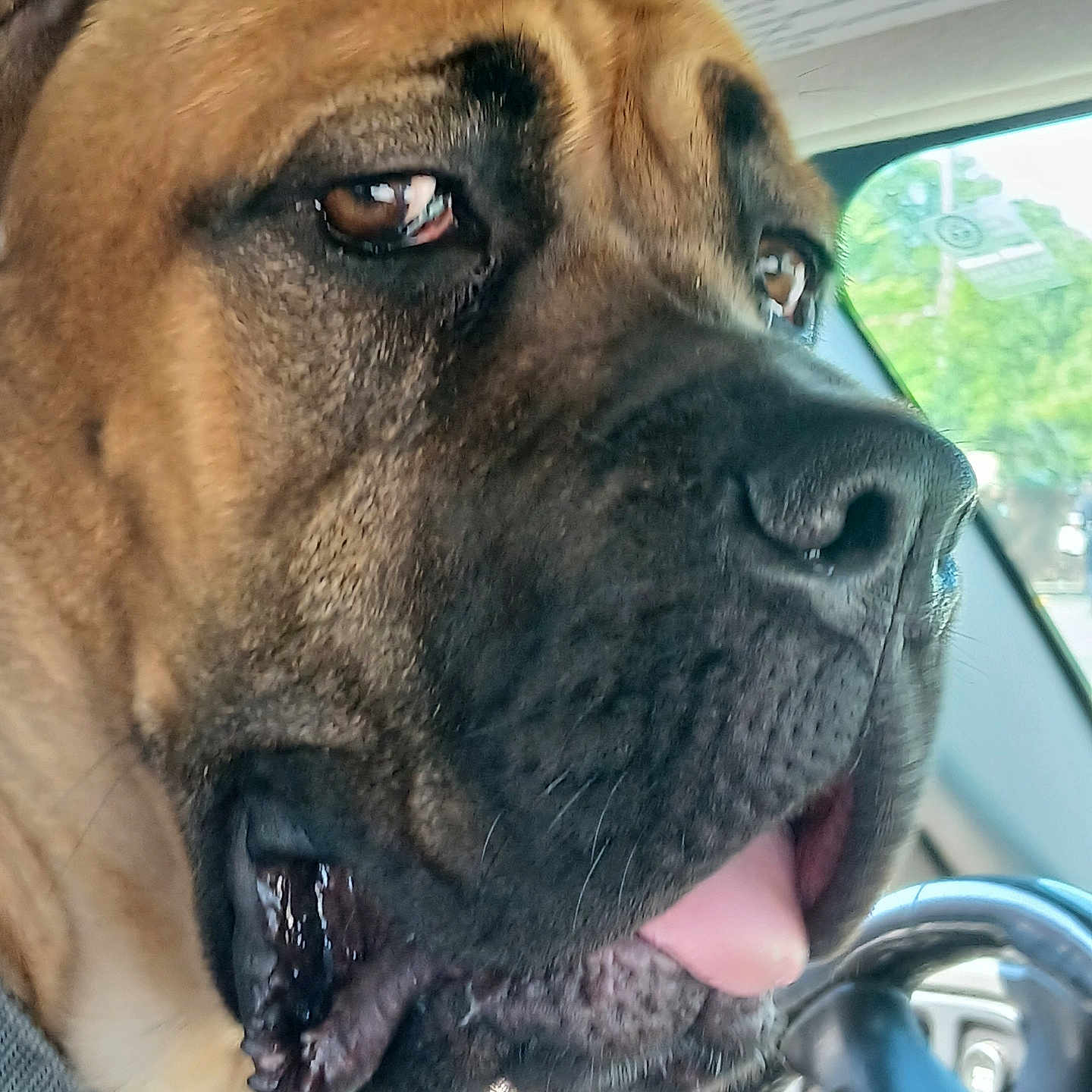 Jolene is registered to the contest to win money with this photo: accessories, animal, belt, boxer, bulldog, canine, dog, frenchbulldog, greatdane, hound, machine, pet, pitbull, policedog, puppy, snout, spoke, steeringwheel, transportation, vehicle