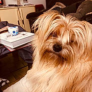 Malo participe au concours pour gagner de l'argent avec cette photo : animal, architecture, building, canine, computer, couch, dog, electronics, furniture, indoors, interiordesign, lamp, laptop, livingroom, pc, pet, room, table, terrier, wood