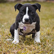Sweetybell a rejoint le concours — aidez-le/la à gagner de superbes lots ! puppy, dog, grass, outdoor, black_and_white, collar, tag, cute, pet, animal, young, fur, ears, sitting, portrait, nature, canine, small, adorable, focused