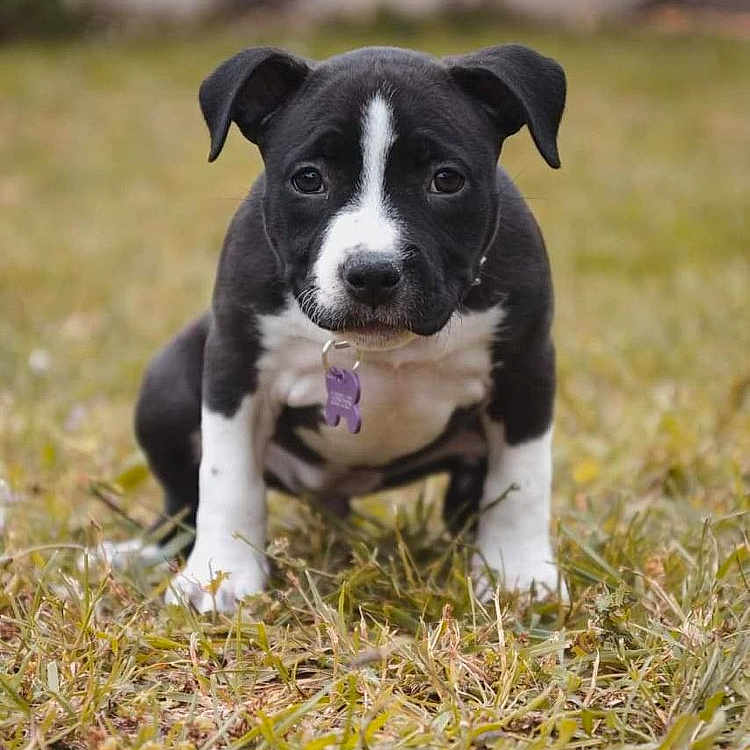 Sweetybell a rejoint le concours — aidez-le/la à gagner de superbes lots ! adorable, animal, black_and_white, canine, collar, cute, dog, ears, focused, fur, grass, nature, outdoor, pet, portrait, puppy, sitting, small, tag, young