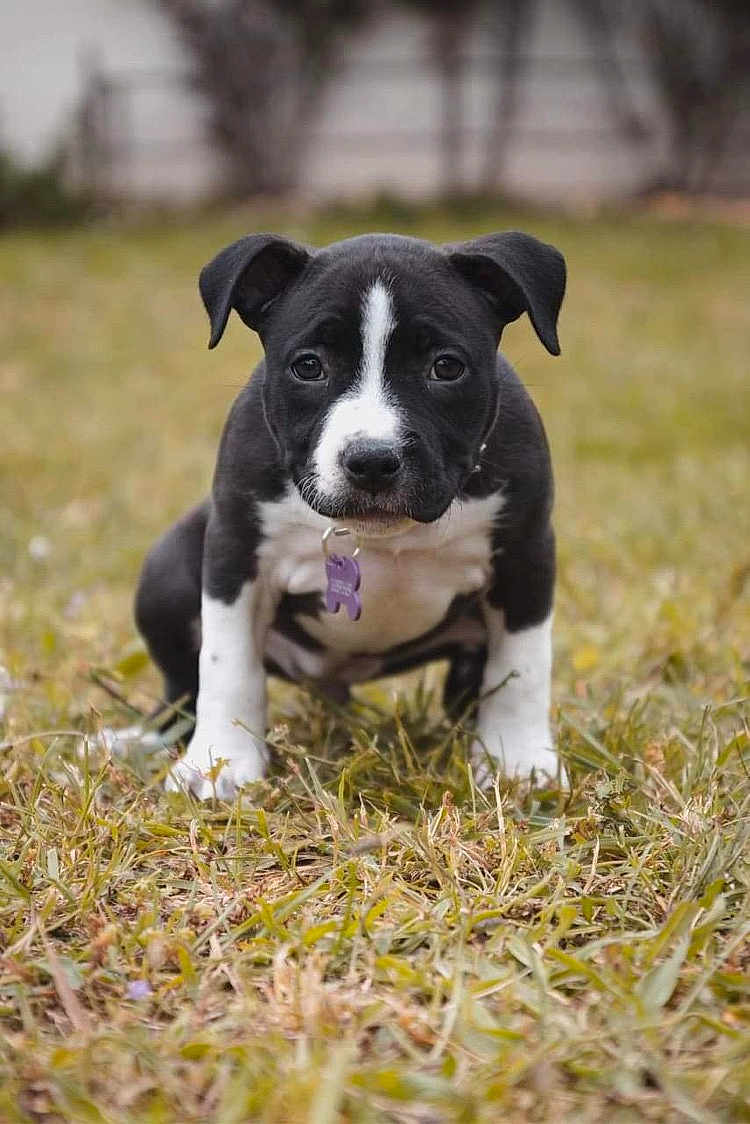 Sweetybell a rejoint le concours — aidez-le/la à gagner de superbes lots ! puppy, dog, grass, outdoor, black_and_white, collar, tag, cute, pet, animal, young, fur, ears, sitting, portrait, nature, canine, small, adorable, focused
