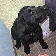 Bella joined the competition — help win amazing prizes! puppy, dog, black_dog, pet, floor, tile_floor, looking_up, indoor, collar, paw, cute, young_dog, animal, companion, waiting, person, shoe, casual, home, curious