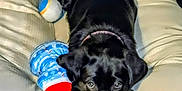 Bella joined the competition — help win amazing prizes! puppy, dog, black_dog, bed, plush_toy, cushion, pet, indoor, animal, cute, young_dog, collar, resting, looking, soft_toy, canine, fur, sleepy, domestic_animal, companion