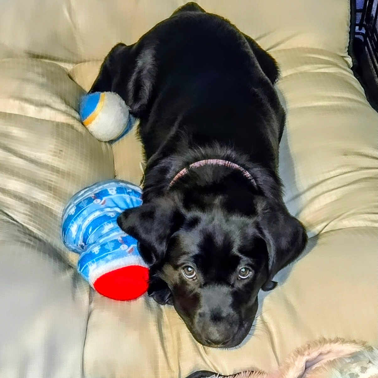 Bella joined the competition — help win amazing prizes! animal, bed, black_dog, canine, collar, companion, cushion, cute, dog, domestic_animal, fur, indoor, looking, pet, plush_toy, puppy, resting, sleepy, soft_toy, young_dog