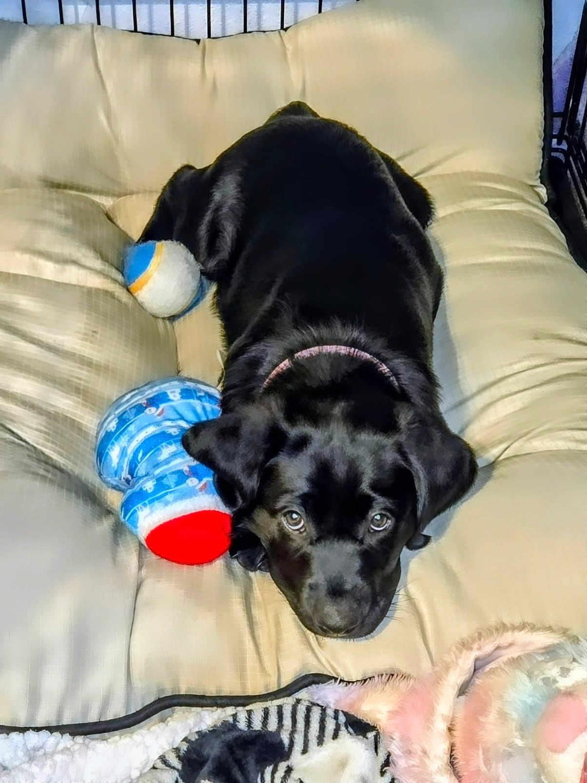 Bella joined the competition — help win amazing prizes! puppy, dog, black_dog, bed, plush_toy, cushion, pet, indoor, animal, cute, young_dog, collar, resting, looking, soft_toy, canine, fur, sleepy, domestic_animal, companion