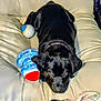 Bella joined the competition — help win amazing prizes! puppy, dog, black_dog, bed, plush_toy, cushion, pet, indoor, animal, cute, young_dog, collar, resting, looking, soft_toy, canine, fur, sleepy, domestic_animal, companion